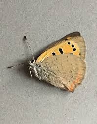 Attēlu rezultāti vaicājumam “Lycaena phlaeas underside”