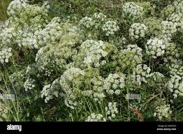 Attēlu rezultāti vaicājumam “Cnidium dubium”