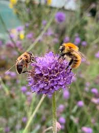 Attēlu rezultāti vaicājumam “Succisa pratensis flower”