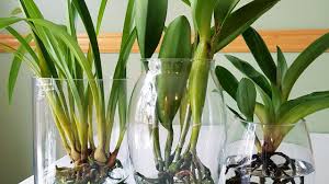 「水蘭」的圖片搜尋結果