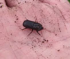 Attēlu rezultāti vaicājumam “Sinodendron cylindricum male”