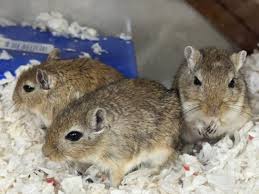 Image result for Gerbil