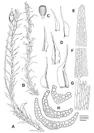 Attēlu rezultāti vaicājumam “| Dicranella”