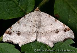 Attēlu rezultāti vaicājumam “Macaria alternata”