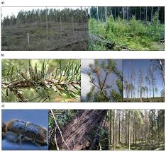 Attēlu rezultāti vaicājumam “Diprion pini”