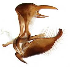 Attēlu rezultāti vaicājumam “Aphantopus hyperantus underside”