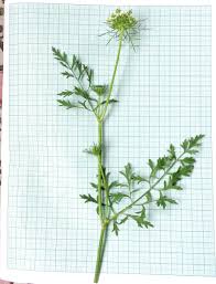 Attēlu rezultāti vaicājumam “Daucus carota subsp. carota leaf”