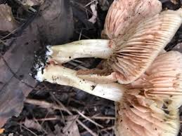 Attēlu rezultāti vaicājumam “Enteridium olivaceum”