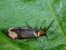 Attēlu rezultāti vaicājumam “Adela cuprella”