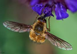 Attēlu rezultāti vaicājumam “Bombyliidae”