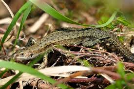 Attēlu rezultāti vaicājumam “Lacerta vivipara”