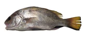 Image result for Sciaena umbra