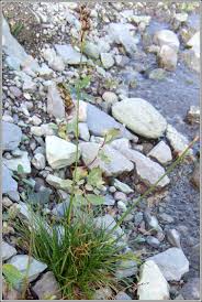 Attēlu rezultāti vaicājumam “Juncus squarrosus fruit”