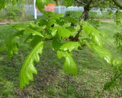 Attēlu rezultāti vaicājumam “Quercus robur male flower”