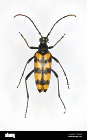 Attēlu rezultāti vaicājumam “Leptura quadrifasciata”