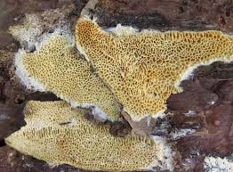 Attēlu rezultāti vaicājumam “Antrodia macra”