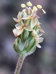 Attēlu rezultāti vaicājumam “Plantago uniflora”