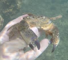 Image result for Eriphia verrucosa