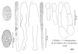 Attēlu rezultāti vaicājumam “Miladina lecithina”