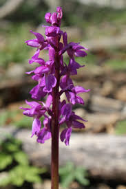 Attēlu rezultāti vaicājumam “Orchis mascula”