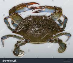 Image result for Callinectes sapidus