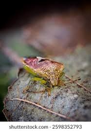 Attēlu rezultāti vaicājumam “Elasmucha grisea imago”