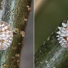 Attēlu rezultāti vaicājumam “Aleurochiton aceris nymph”