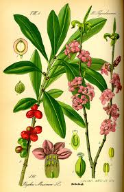 Attēlu rezultāti vaicājumam “Daphne mezereum fruit”