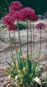 Attēlu rezultāti vaicājumam “Allium holandicum”