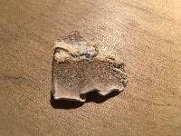 Attēlu rezultāti vaicājumam “Antrodia malicola”