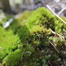 Attēlu rezultāti vaicājumam “Dicranum undulatum”