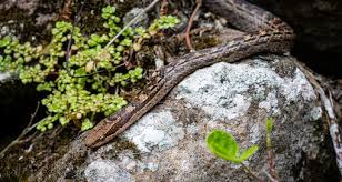 Attēlu rezultāti vaicājumam “Serpentes”