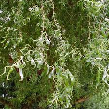 Attēlu rezultāti vaicājumam “Salix lapponum leaf”