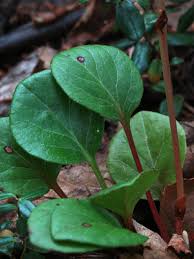 Attēlu rezultāti vaicājumam “Pyrola minor leaf”