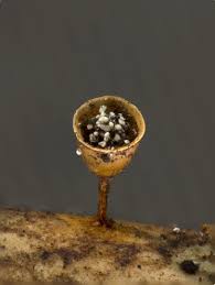 Attēlu rezultāti vaicājumam “Craterium minutum”