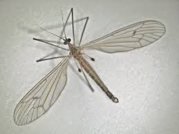 Attēlu rezultāti vaicājumam “Trichocera”