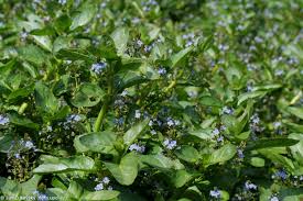 Attēlu rezultāti vaicājumam “Veronica beccabunga leaf”