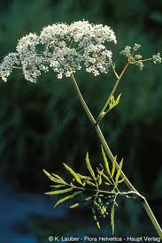 Attēlu rezultāti vaicājumam “Cicuta virosa”