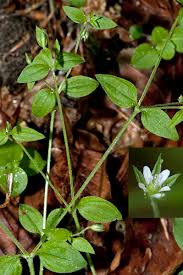 Attēlu rezultāti vaicājumam “Moehringia trinervia flower”