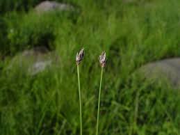 Attēlu rezultāti vaicājumam “Eleocharis quinqueflora”