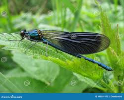 Attēlu rezultāti vaicājumam “Calopteryx virgo”