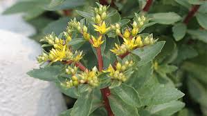 Attēlu rezultāti vaicājumam “Sedum aizoon”