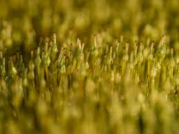 Attēlu rezultāti vaicājumam “Physcomitrium pyriforme sporophyte”