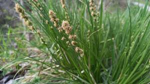 Attēlu rezultāti vaicājumam “Carex dioica male flower”