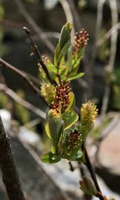Attēlu rezultāti vaicājumam “Salix myrtilloides”