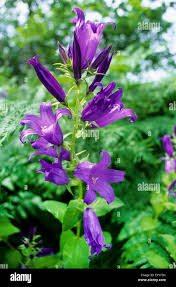 Attēlu rezultāti vaicājumam “Campanula latifolia flower”