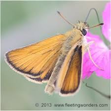 Attēlu rezultāti vaicājumam “Thymelicus lineola underside”