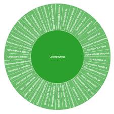 Attēlu rezultāti vaicājumam “Gloeocapsa rupestris”