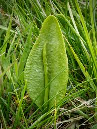 Attēlu rezultāti vaicājumam “Ophioglossum vulgatum”