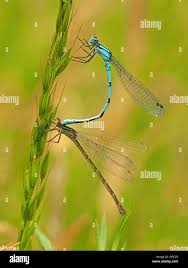 Attēlu rezultāti vaicājumam “Enallagma cyathigerum male”